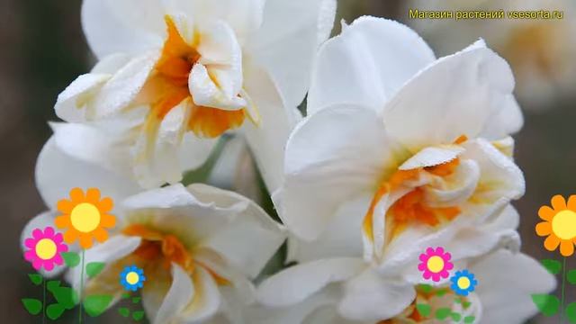 Нарцисс карлик Сэр Уинстон Черчилль. Краткий обзор, описание характеристик Sir winston churchill смотреть онлайн