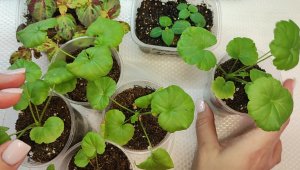 ГЕРАНЬ из СЕМЯН! ЖАЛЕЮ, что РАНЬШЕ ТАК НЕ САЖАЛА СЕМЕНА! Теперь сею ГЕРАНЬ ТОЛЬКО ТАК!