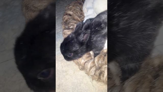 шокирующее поведение!! дикие зайцы дома!! смотреть онлайн