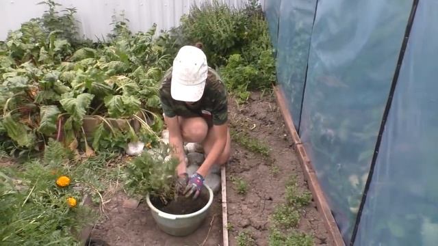 Где хочу там и лежу \ Я их не спасла \ Ливень \ Уборка в теплице смотреть онлайн