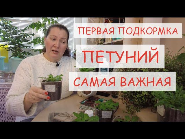 ПЕРВАЯ ПОДКОРМКА ПЕТУНИИ ПОСЛЕ ПИКИРОВКИ. ЧЕМ ПОДКОРМИТЬ РАССАДУ ПЕТУНИЙ смотреть онлайн