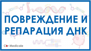 Повреждение и репарация ДНК