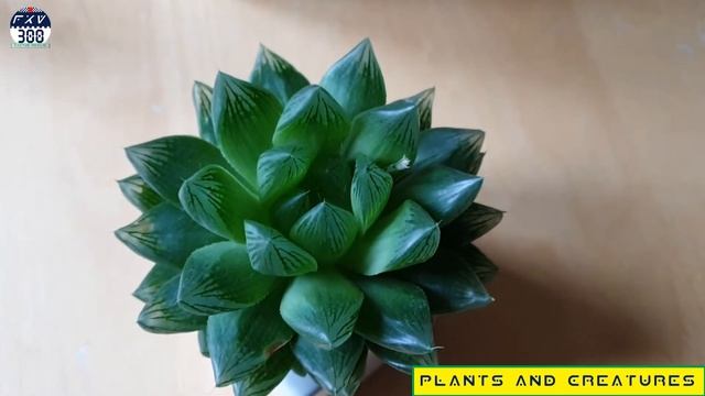 Haworthia retusa - Star Cactus смотреть онлайн