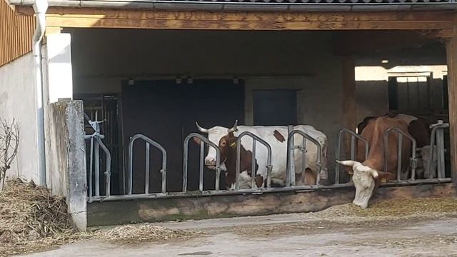 Дела.. огородные!!! Посадила картошку, пересадила клубнику смотреть онлайн