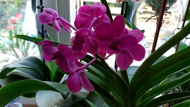 Орхидея Ванда, полив , цветение и содержание