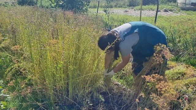 Выращивание льна. Май-август 2022. Собираю урожай смотреть онлайн