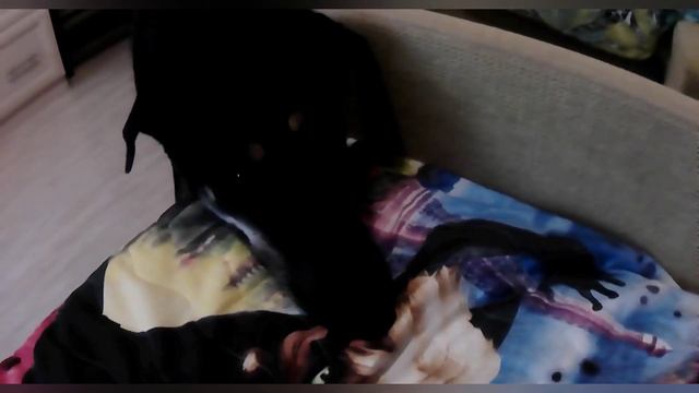 Немецкая овчарка Альфа|Клип|Преданей собаки нету существа