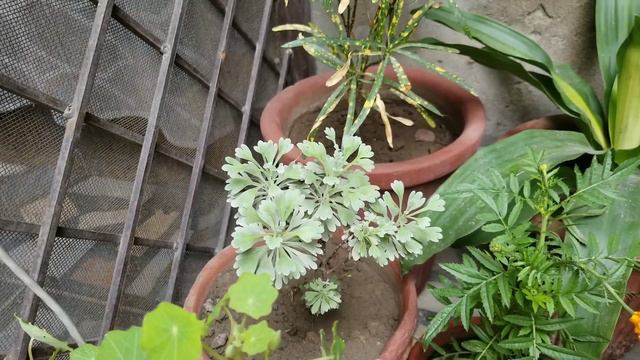 Silver #Artemisia Plant winter care tips at Asim Courtyard Garden | Lavender Winter tips смотреть онлайн