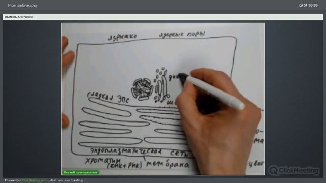 Школа Эйлера. Окштейн. Клеточная биология. Строение клетки. смотреть онлайн