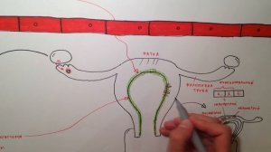 Менструальный цикл 2/2