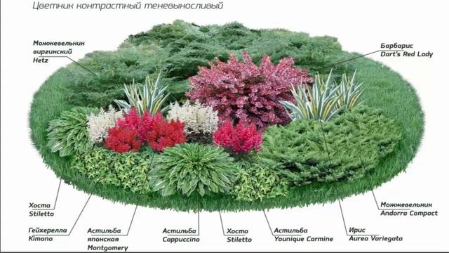 Схема клумбы ТЕНЕВЫНОСЛИВЫЕ РАСТЕНИЯ смотреть онлайн