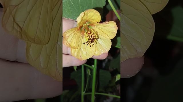 Наконец то распустился Абутилон из семечки ?☺️#абутилон #цветы #клён #цветыдома #огород #огурцы смотреть онлайн