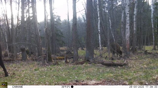 Европейские зубры смотреть онлайн