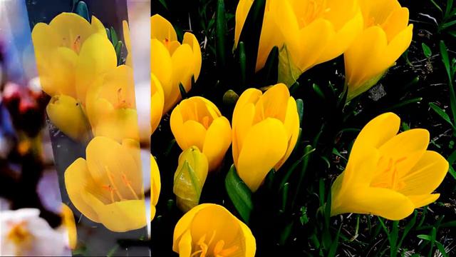 Дарите женщинам цветы!