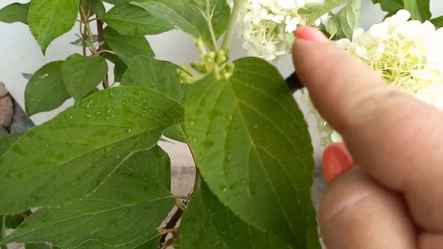 Подвязка молодой гортензии. смотреть онлайн