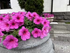 Как собрать семена с петунии. Пышное цветение Пинк Пейшн.