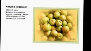 Сорта яблонь  для Северо-запада России