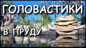Мой дачный пруд. ГОЛОВАСТИКИ.