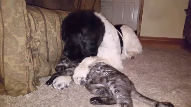 Newfoundland and a cat смотреть онлайн