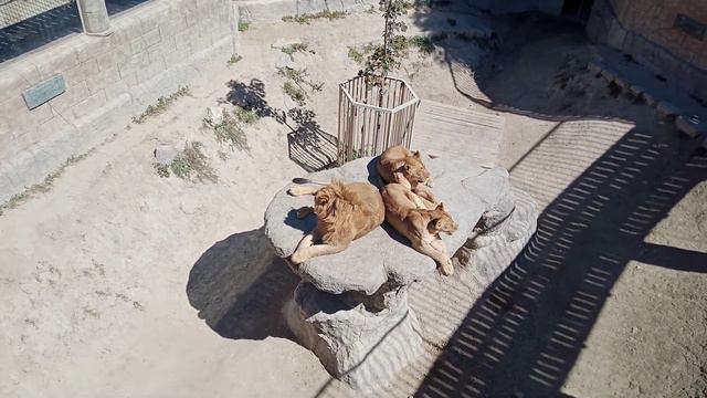 зоопарк в Бахчисарае смотреть онлайн