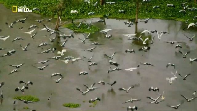 Дикая Шри-Ланка. Сезон 1. 1-я серия - Берег гигантов 1080p NatGeoWild смотреть онлайн