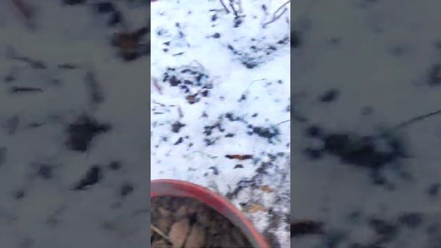 укрытие лаванды 16.10.20