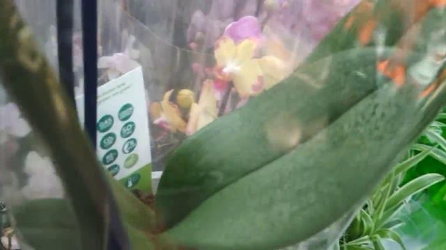 Классные орхидеи в ОБИ 🌹🌻тц Фантастика 🌺(03.08.23) смотреть онлайн