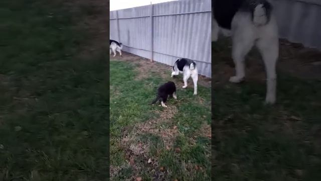 Быстро ли бегают восточники? смотреть онлайн