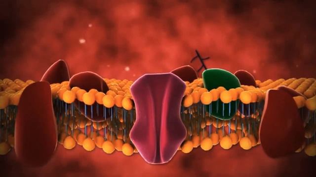 Клеточная мембрана смотреть онлайн