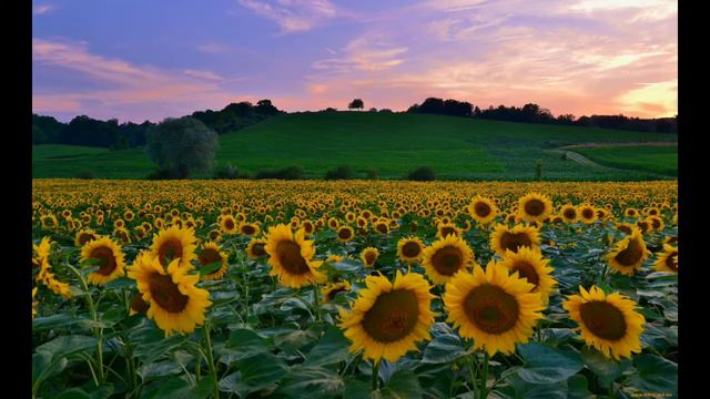 решила пройтись по трендам ( если он не устарел ) смотреть онлайн
