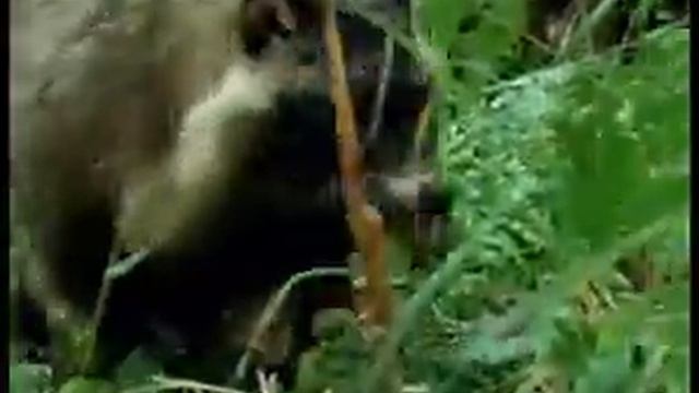 Зоология Енотовидная собака