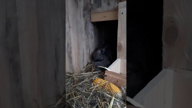 Мои кролики, Французские бараны смотреть онлайн