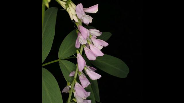 Galega officinalis смотреть онлайн