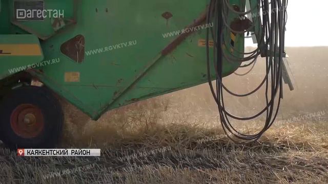В Каякентском районе началась уборка озимой пшеницы смотреть онлайн