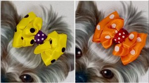 МК. Бантик в горошек для вашего питомца.