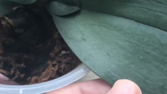 Орхополянка. смотреть онлайн