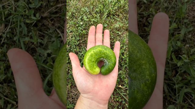 ЛИЗА В ДЕЛЕ