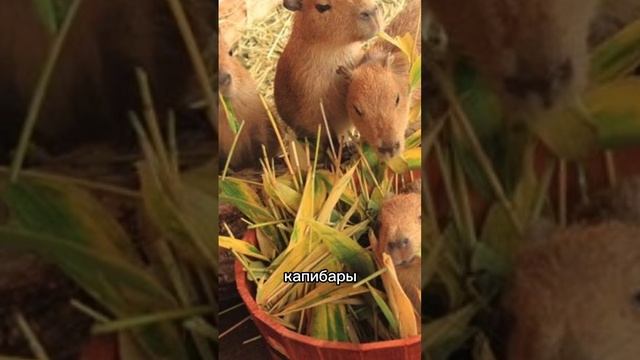 Интересные факты про Капибар ? #shorts смотреть онлайн