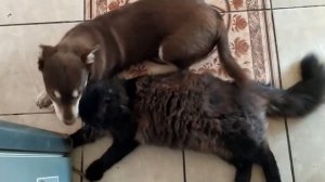 Ах Валера Валера.\Как живут кошки и собаки вместе.\