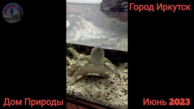 Дом Природы. Город Иркутск. Июнь 2023. смотреть онлайн