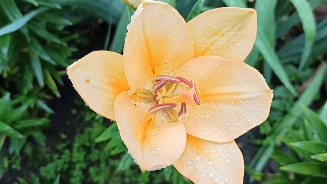 Дождливое утро рассыпало жемчуга ??? смотреть онлайн