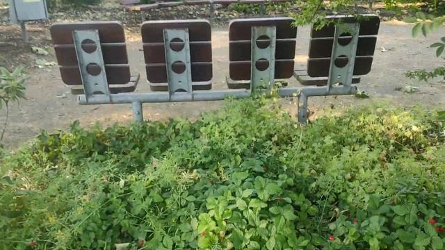 Полуниця замість квітів у парку / Ягоди на клумбі замість квітів #сад #парк #клумба #полуниця #деко смотреть онлайн