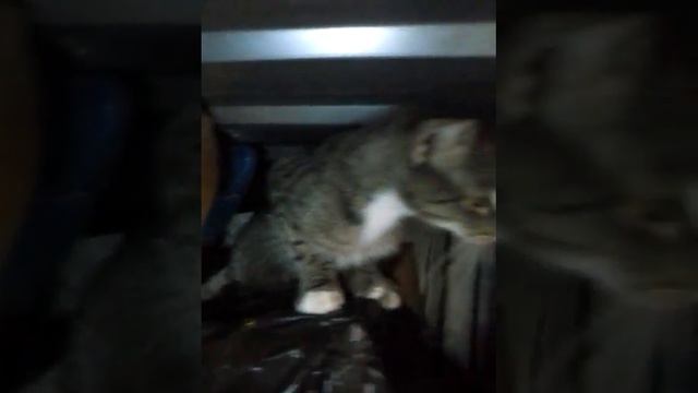 Вася Покажись смотреть онлайн