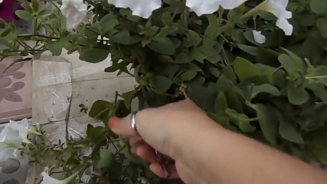 ТАКАЯ ПЕТУНИЯ НЕ ВЫДЕРЖИТ ШАПОЧКУ ДО КОНЦА СЕЗОНА.ЧТО ДЕЛАТЬ?ПОСТУПАЕМ БЕЗЖАЛОСТНЫМ СПОСОБОМ. смотреть онлайн