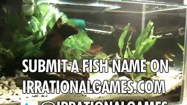 Help name the Irrational Games Fishes! смотреть онлайн