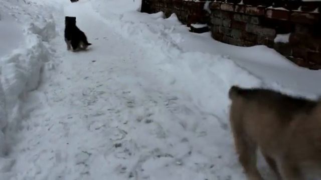 щенки хаски смотреть онлайн
