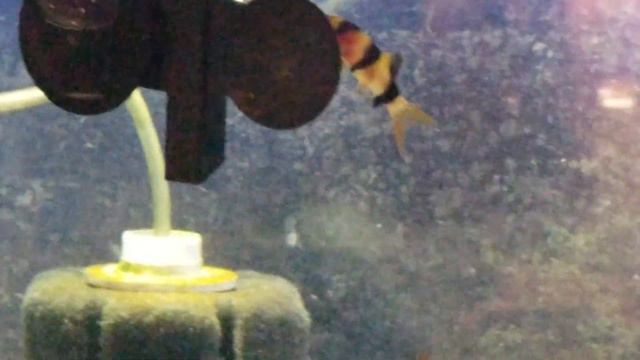 BLACK NASTY RED TERROR & CLOWN LOACHES смотреть онлайн
