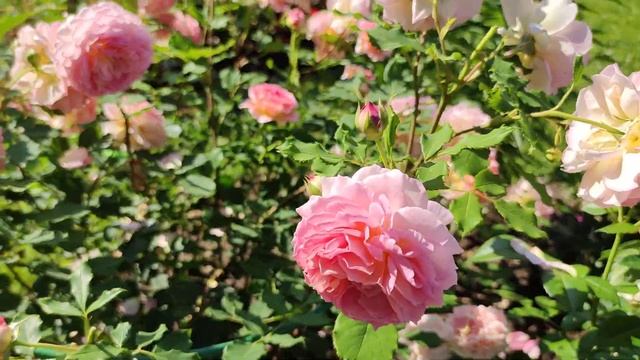 Английская роза Джубили Селебрейшн. Роза Дэвида Остина.