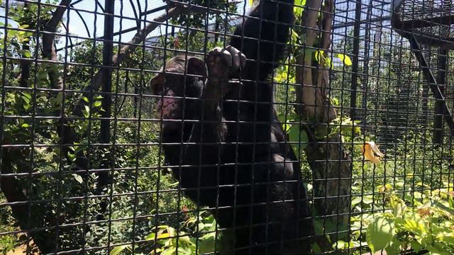 У вольера шимпанзе Сени! Тайган смотреть онлайн
