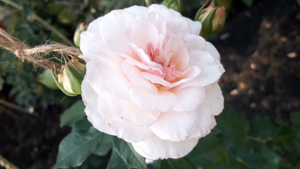 Обзор сада в конце августа. 2 часть смотреть онлайн